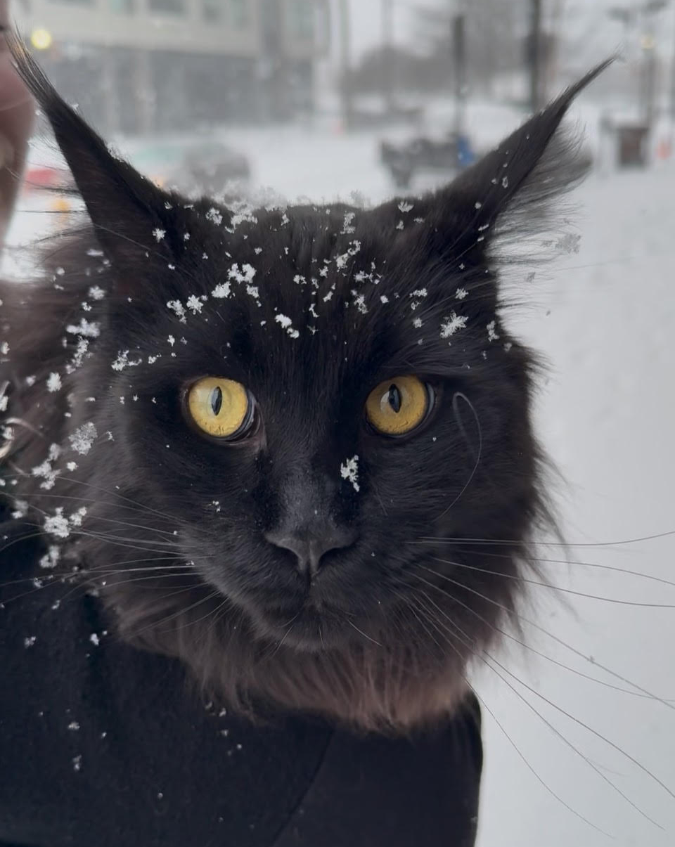 Murderpaws in the Snow 2025